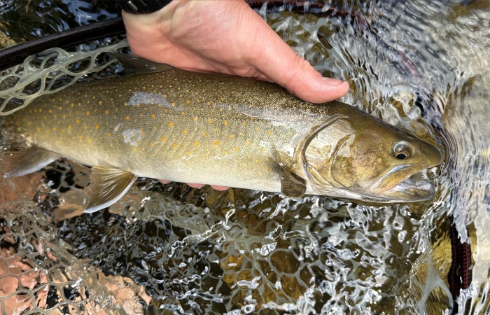 Inside the ESA “Harm” Rule: How US Fish and Wildlife is Changing the Definition of "Take"