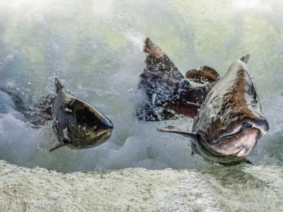 Wild Salmon Center article: some IOGA thoughts.