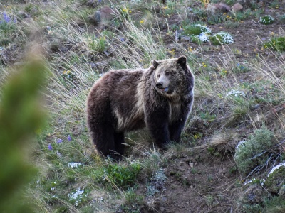 Federal Grizzly Rule Reopens for Comment: What Idaho Outfitters Should Know