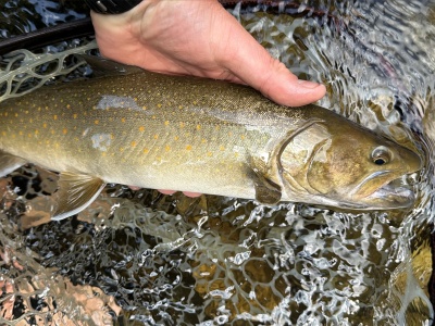 Inside the ESA “Harm” Rule: How US Fish and Wildlife is Changing the Definition of "Take"