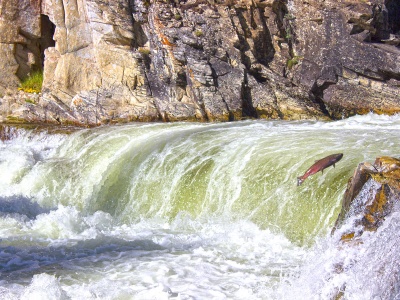 The Salmon-less River: We Were Promised Fish. We Got a System That Cannot Deliver.