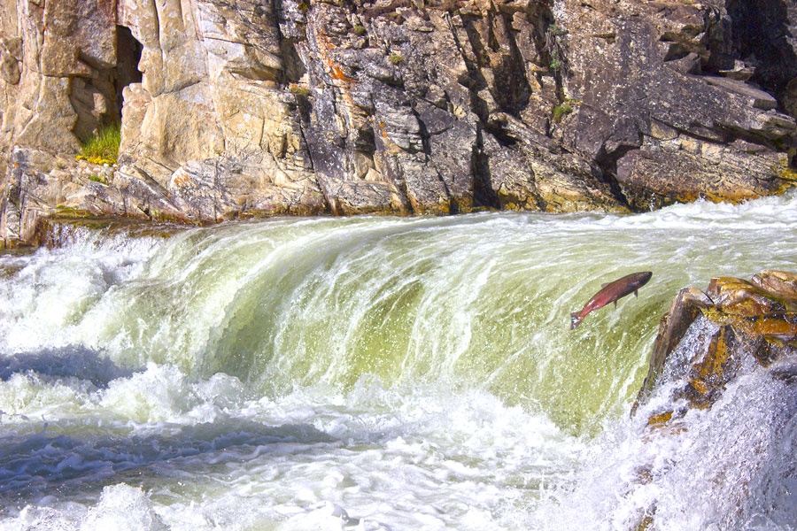 Idaho Outfitters and Guides are working to restore salmon and steelhead
