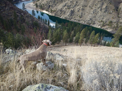 Whitewater, Steelhead Fishing, and Chukar Hunting Business For Sale.